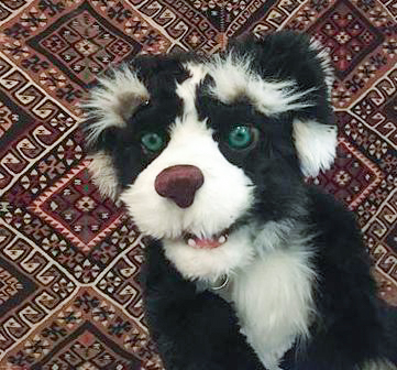 A portrait of the titular Pup himself: a black and white shaggy dog.